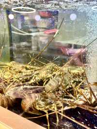 八「鮮」過海 超滿足一大桌海鮮火鍋