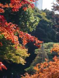 江戸期を代表する大名庭園 雪吊りと紅葉のリフレは絶景!