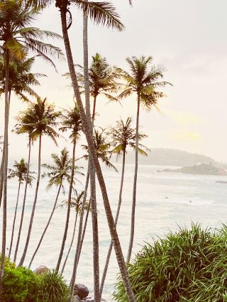 椰子樹山秋千：在天堂與海洋之間搖擺！