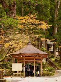 永平寺の紅葉。山門辺りはグラデーション豊かで絶景