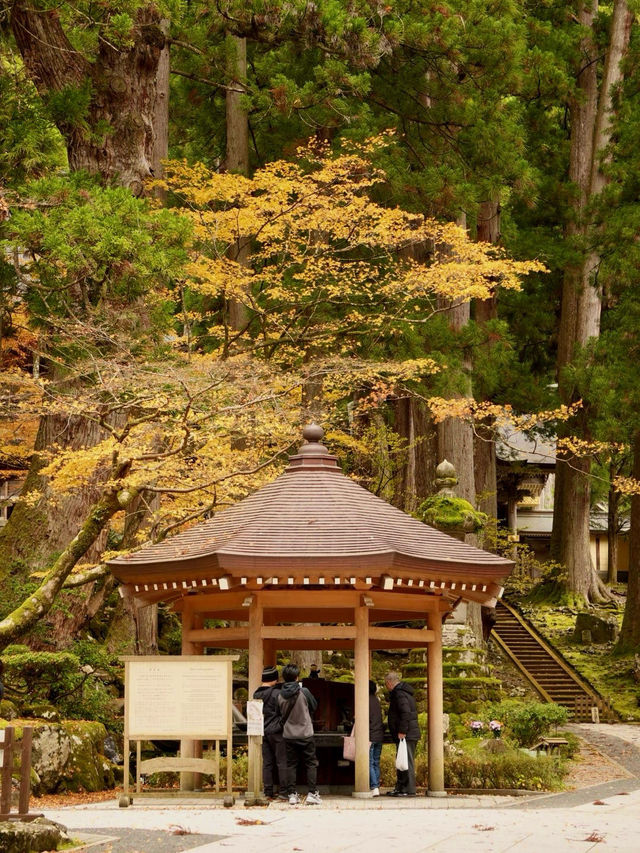 永平寺の紅葉。山門辺りはグラデーション豊かで絶景 永平寺の紅葉。山門辺りはグラデーション豊かで絶景