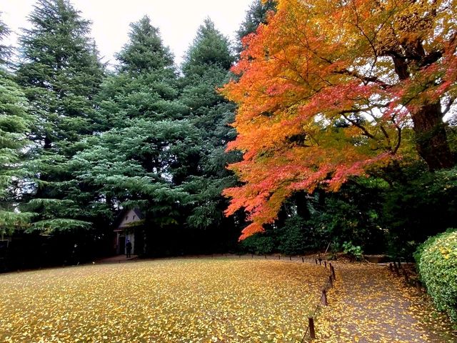 ชมใบไม้เปลี่ยนสีที่ Kyu Furukawa Gardens