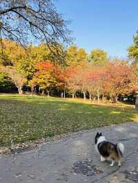 마루야마 공원의 아침