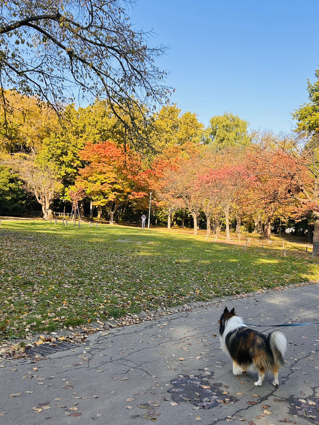 마루야마 공원의 아침 마루야마 공원의 아침