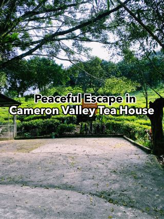 🌿 캐머런 밸리 – 자연, 차, 그리고 평온함!