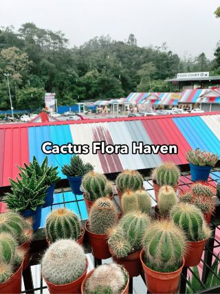 Discover Unique Cacti and Flora at Agro Market