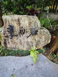 🌲落羽松秘境中的蔬食饗宴#🌿 澄石享自在-臺中市北屯區