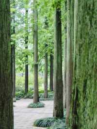 Shanghai: Zuibaichi Park Views🌿🪷