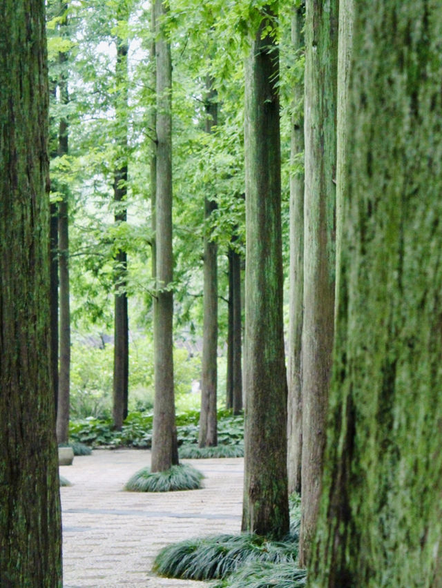 Shanghai: Zuibaichi Park Views🌿🪷 Shanghai: Zuibaichi Park Views🌿🪷