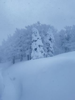 น้ำแข็งต้นซาว❄️