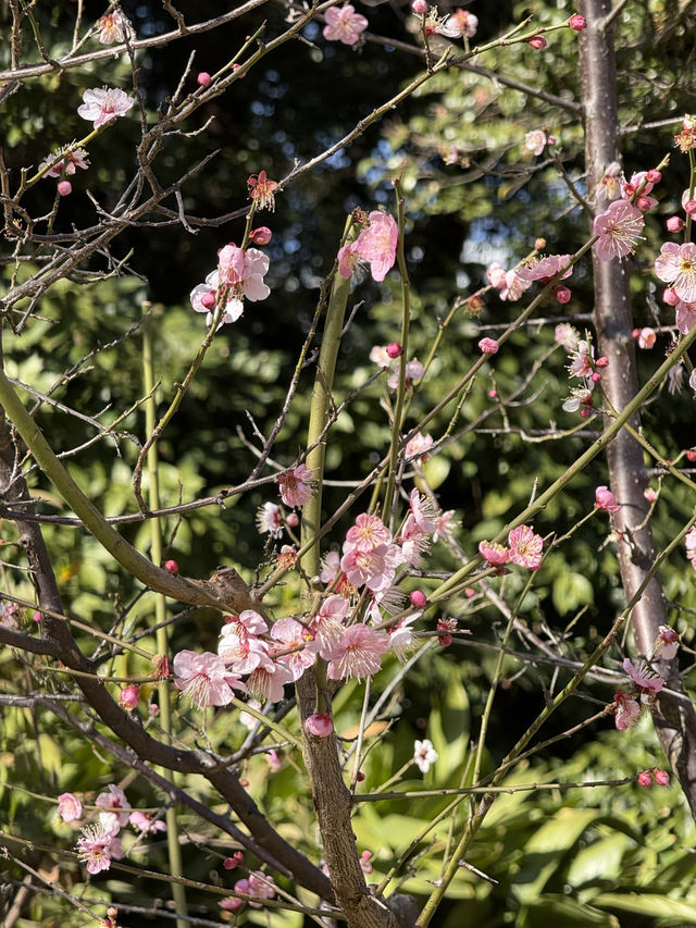 Winter Silence Broken by the First Plum Blossoms