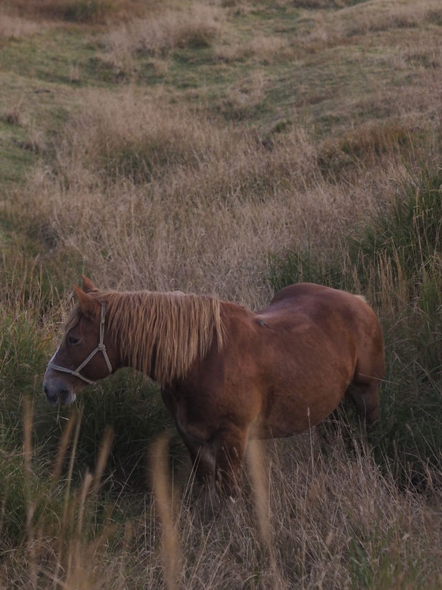 大自然満喫!春から秋にオススメの阿蘇の絶景スポット