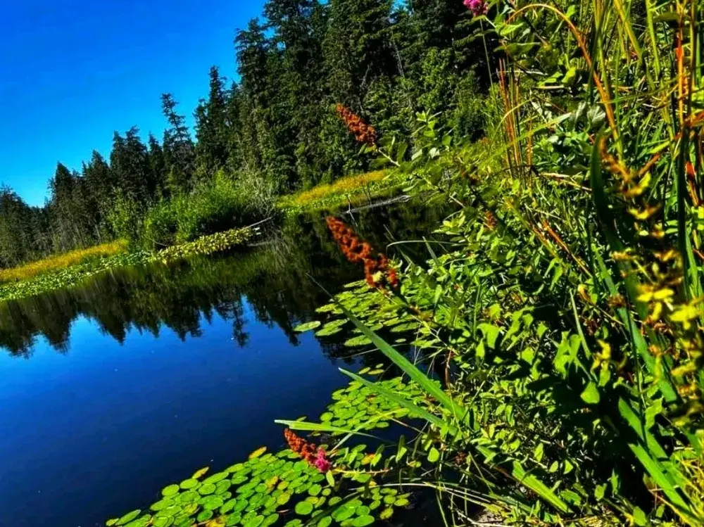 스탠리 파크: 밴쿠버의 자연 보물을 보호하는 데 도움이 되는 지역 규칙 🌲🌊#지역규칙