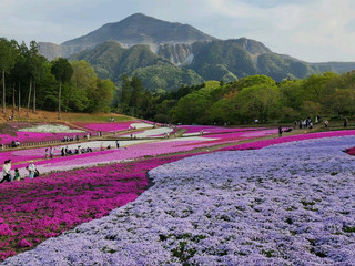 埼玉縣羊山公園，必影夢幻花海