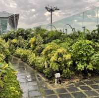 Sunflower Garden @ Changi Airport T2 transit