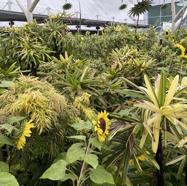 Sunflower Garden @ Changi Airport T2 transit