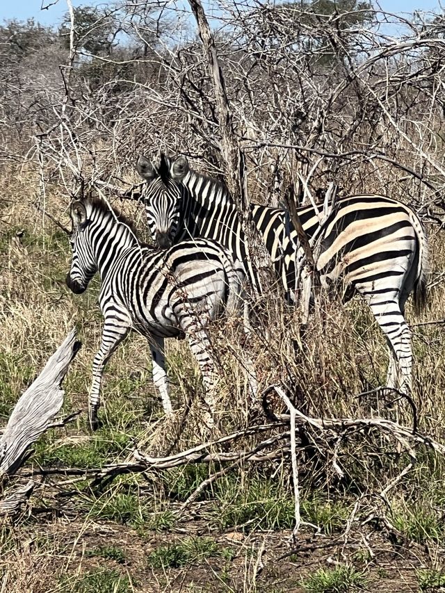 Safari fun 🇿🇦