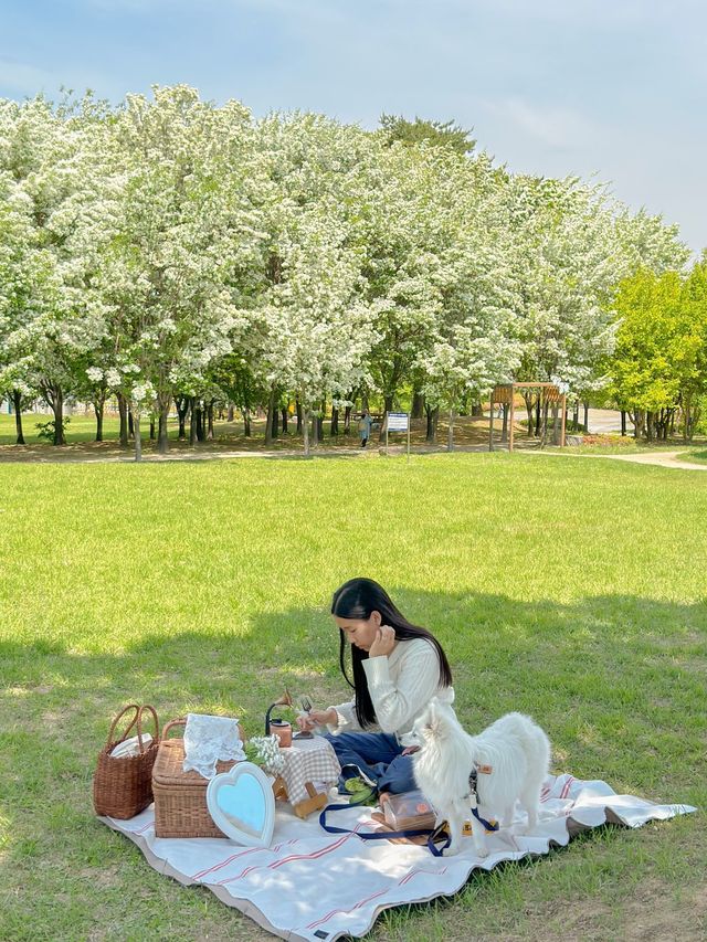 이팝나무 바라보며 피크닉 즐기기 좋은 공원🌿