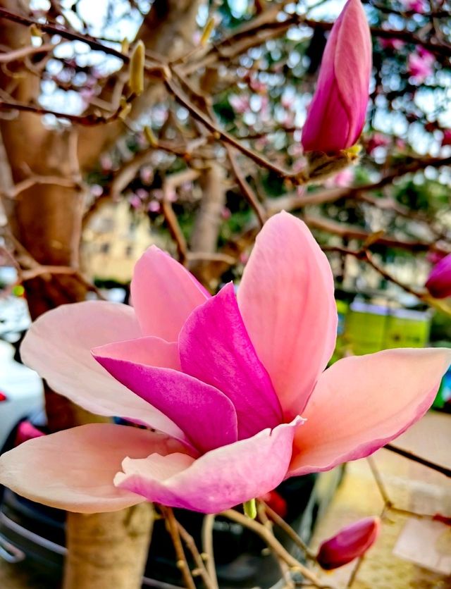 Magnolias: A Reminder of Home