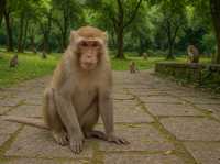 Qianling Mountain Park - Guiyang