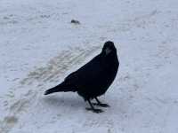 Bow Lake ทะเลสาบสุดอลังการ