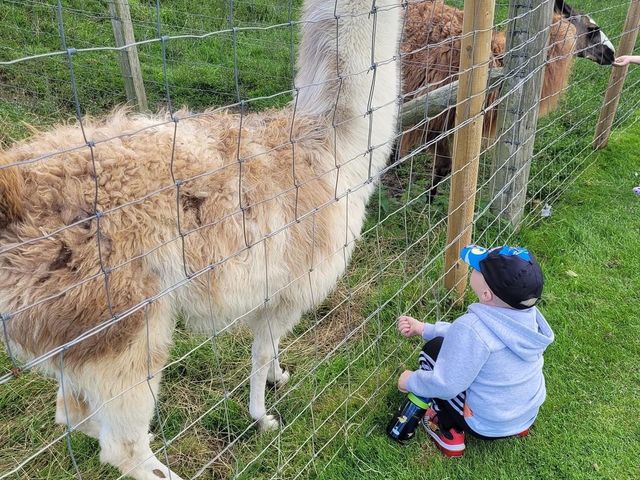 Heads Of Ayr Farm Park 🇬🇧