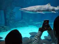 Shark Reef Aquarium at Mandalay Bay 🇺🇸