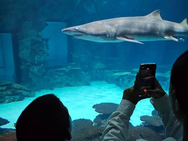 Shark Reef Aquarium at Mandalay Bay 🇺🇸