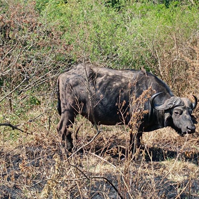 Amazing Encounter with elephants and buffalo