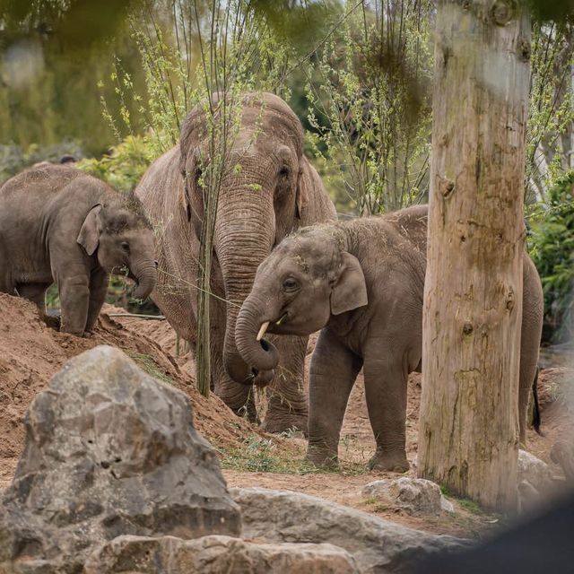 Birthday treat to Chester zoo🐘🦓👌🏽