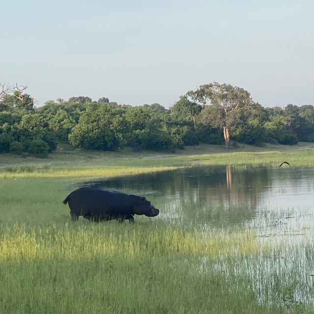 Cruising the Chobe: A River Adventure