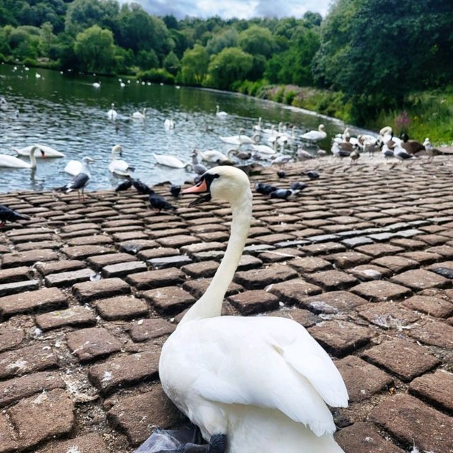 🦢探索曼城自然生態美🦆
