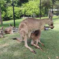 Lone Pine Koala Sanctuary 🐼