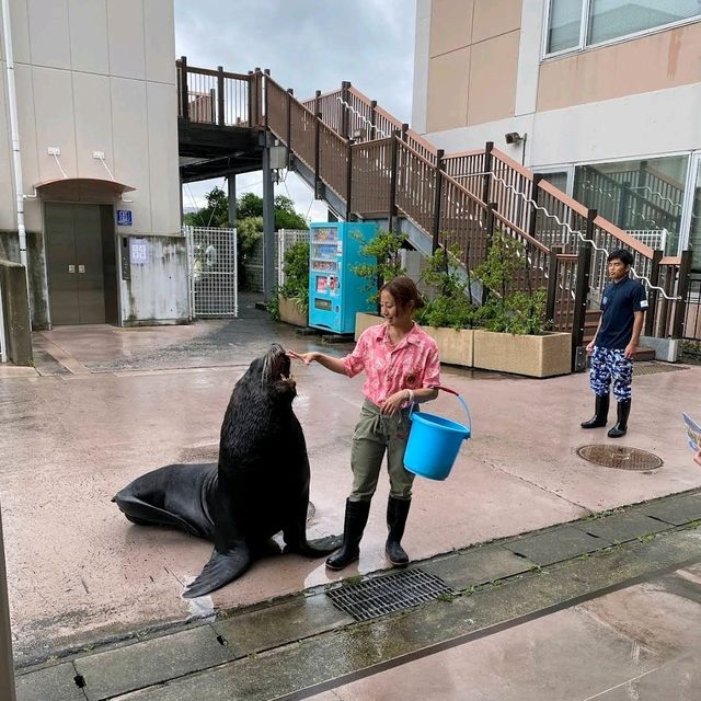 🐋横濱八景島海島樂園🦭島上的水族館和機動遊戲