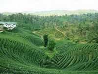 Doi Tung of Thailand 🇹🇭 
