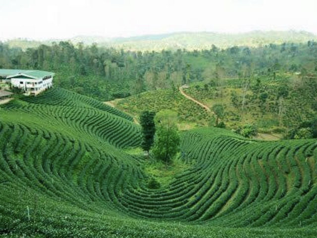 Doi Tung of Thailand 🇹🇭 