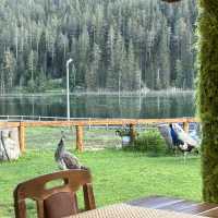 Lake House Stay in Montenegro