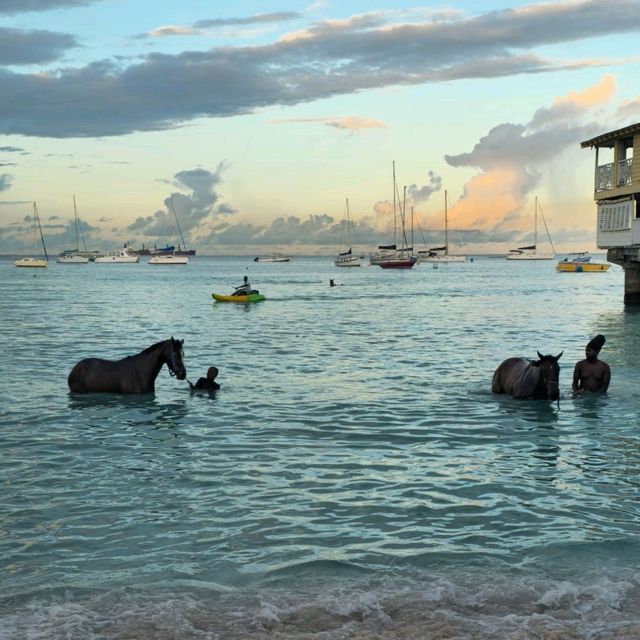 Riding and Washing race horses at Pebbles Beach Barbados 🇧🇧😍