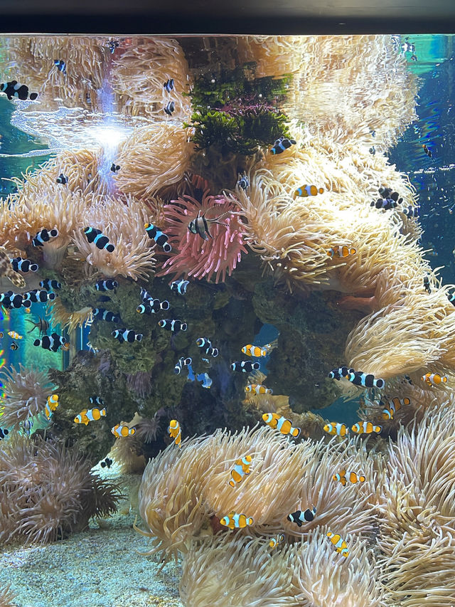 Review on Musée Océanographique, Monaco (Should or should not visit?)