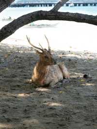 Trip to Komodo, Indonesia: A Wild Adventure 