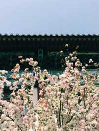 One-Day Itinerary at Peking University: A Walk Through History and Culture