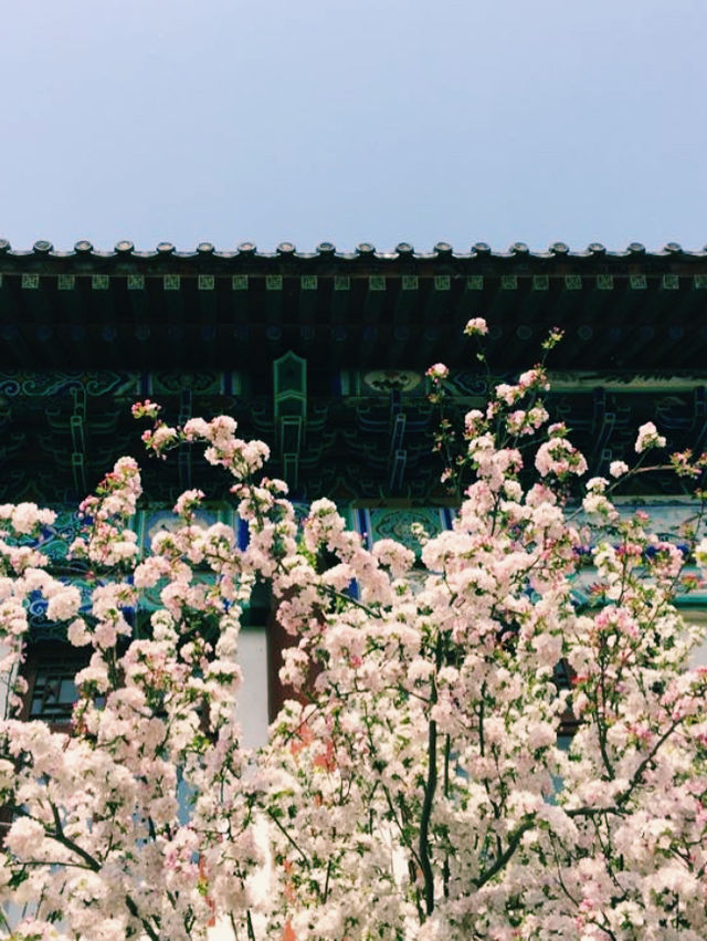One-Day Itinerary at Peking University: A Walk Through History and Culture