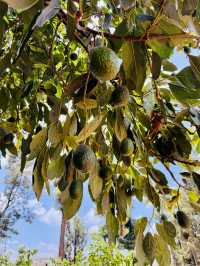 Nairobi Coffee Tour – Bean to Brew, Right at the Source ☕️
