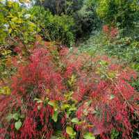 Secluded Splendour: the Botanical Gardens of Crete 🦋