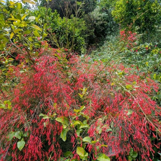 Secluded Splendour: the Botanical Gardens of Crete 🦋