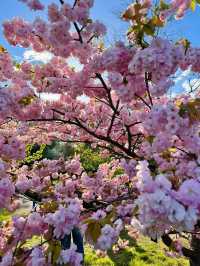 🌸 Cherry Blossom Season at Kew Gardens — A Spring Favourite in London 🌸
