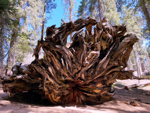 🌲 Sequoia National Park Transportation Tips: How to Get Around the Land of Giants