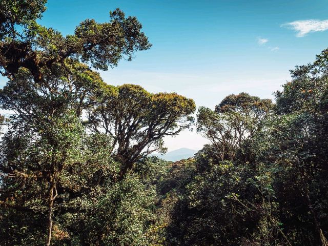 Step into a Fairytale: Exploring the Mossy Forest of Cameron Highlands