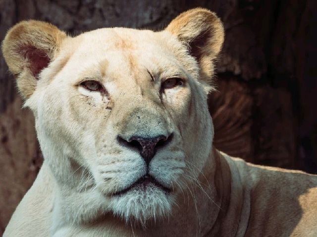 A Wild Day Out: Visiting Chiang Mai Zoo in Northern Thailand