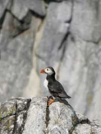 Puffin Watching on the Isle of May – A Seabird Safari to Remember!